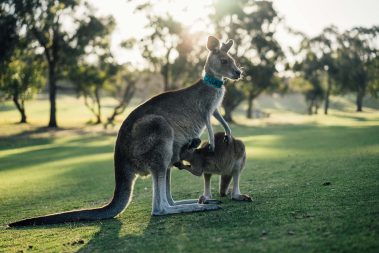 The Kangaroo's Embrace A Tale of Australia's Wild Heart