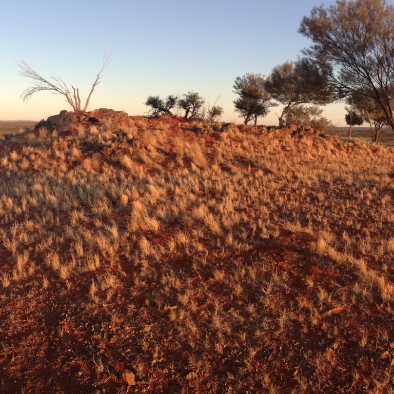Australian Outback Resilience Under the Southern Sky