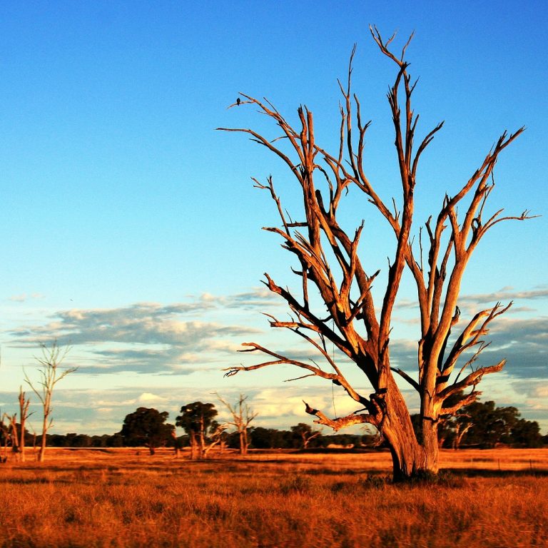 Bare Sentinels The Stark Beauty of Drought-Stricken Trees