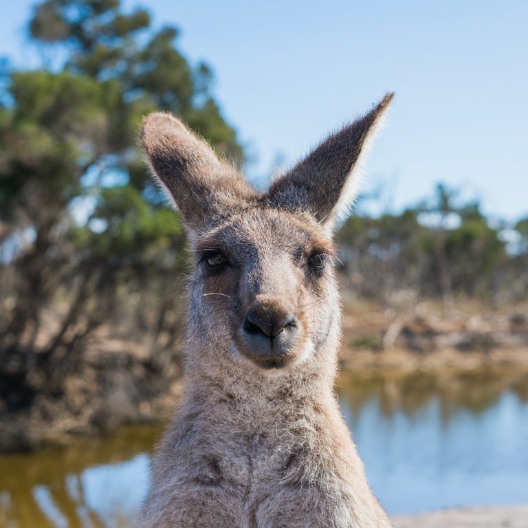 Kangaroo Gaze Capturing the Essence of Australian Wildlife
