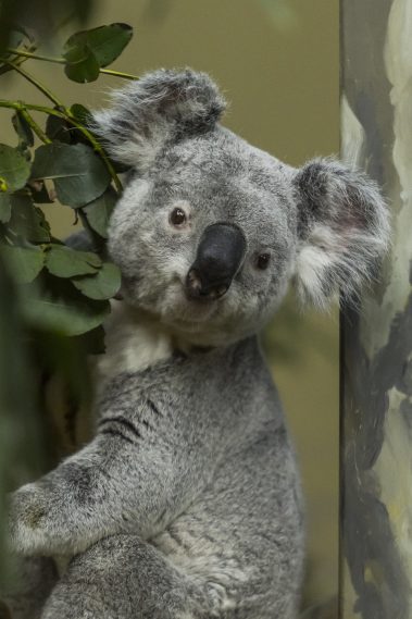 Koala Chronicles A Glimpse into the Treetop Realms