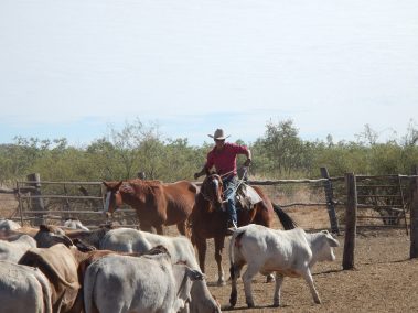 Rhythms of the Outback A Day in the Life of an Australian Stockman