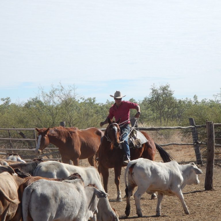 Rhythms of the Outback A Day in the Life of an Australian Stockman